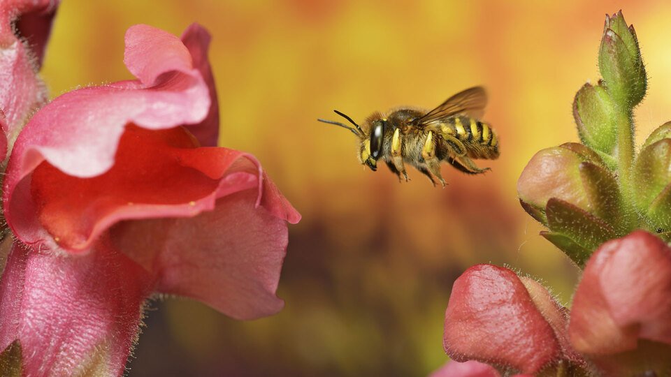 Pollinators send out good vibrations — and plants respond sweetlyThe buzz of an approaching bee or wasp spurs many people to flee. Some plants respond to “hearing” insects, too. One common garden bloom can tell the difference between the buzz of friends and foes — and change the recipe of its nectar in response.That’s the new finding of the “good vibes” project conducted by researchers in Italy, Spain and Australia.Snapdragons sweeten their nectar when a pollinator’s buzz fills the air. But if the neighborhood buzz instead belongs to a nectar thief, the plant holds back on sugar. This is the first report of such sound-specific plant responses. It’s called vibroacoustic (VY-broh-uh-KOO-stik) communication.Researchers shared their new findings May 21 at the annual meeting of the Acoustical Society of America in New Orleans, La.Francesca Barbero led the new research. An insect biologist, she works at the University of Turin in Italy. In an earlier study, her team had watched insects visiting snapdragon blooms. They recorded 43 visiting species.They also noted which insects entered a flower and for how long. This is important as insects can transfer pollen as they brush up against structures inside a flower. Some bees spent a lot of time inside. And flowers visited by those pollinators made more seeds. More seeds can mean more baby plants.Not all insects climbed inside, however. Some wasps and bumblebees instead drilled a hole in the side of a bloom to sip the nectar hiding within. Because this action didn’t help the plant, scientists refer to these animals as nectar robbers. They stole from the plant something meant to invite visits by pollinators.While in the field, Barbero noticed that nearly all insects make sounds as they fly. And their sounds vary by insect type. She wondered: Could plants “hear” those sounds and tell them apart? And if they could, did they respond differently to specific buzzes?It wasn’t that weird an idea. A 2019 study had shown that evening primroses sweetened their nectar as bees approached. Maybe this had been due to the sound of a bee’s approach, Barbero thought. She wondered if it might be “a kind of communication channel” — one “that has been underestimated.”She and her team decided to test that.Sound-specific responsesThey started by recording the sounds of two flying insects that visit snapdragons. One was a bee in the Amegilla genus. Unlike hive-dwellers, these bees lead a solitary lifestyle, one small family per nest. And while they don’t produce honey, they do pollinate many plants, including farm crops.The team’s work had shown that this particular bee boosted seed yields more than any other pollinator. The other was a type of bumblebee. Rarely entering blooms, it was a nectar-robber.The researchers also recorded background noise. “Pink noise is usually what we have in nature,” explains team member Sebastian Oberst. He studies bioacoustics at the University of Technology Sydney in Australia.Pink noise served as what scientists call a control condition. It tested whether any old nature sounds would trigger changes in a plant. To gauge that, the researchers compared how plants responded to it versus the buzz of bees.No bees actually took part in these experiments. The researchers just broadcast the sounds they make in flight.A speaker in front of snapdragons growing indoors played recordings of their flight sounds as one type of bee had buzzed and paused while visiting flowers for three hours. Others heard just three hours of pink noise.The team repeatedly measured the how much sugar was in each plant’s nectar. They checked after just 10 minutes, then after three hours and again after five days. They also checked whether any of the plants’ genes become more or less active over that time.The pink noise had no effect. But plants added sugar to their nectar within 10 minutes of “hearing” the sound of a pollinator. Sweeter nectar rewards the bees, which may encourage them to visit more blooms.Even more surprising: The plants produced a low-sugar nectar when the team played the robber’s buzz.A role for genes?The team kept serenading the plants for an hour a day for the next four days. “This effect holds on for a very long period,” Oberst says — at least five days.Those long-lasting effects seem due to changes in gene activity.“We did a full screening” of the genes, Barbero says. Some became more active — others less so — depending on the sound played. The most active genes likely play some role in moving sugar into and out of nectar.Though insects and plants are not closely related, “still they can communicate,” Barbero says. The new findings suggest that sounds played a role in the coevolution of this plant and its pollinator, her team says. This type of communication hasn’t been explored much.By Alison Pearce Stevens